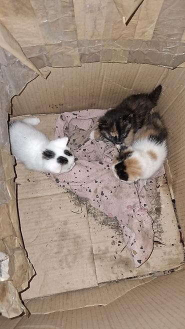 кошка домашняя: Котята, помёт из трёх малышей. Описание: - Возраст по фото — совсем — 2