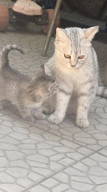 scottish fold: Отдам симпатичных котят в добрые руки. Малыши ищут дом. Родились 17 — 5