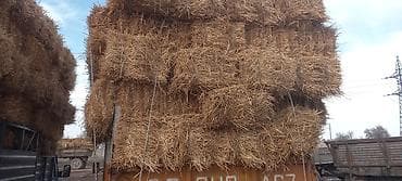 Другие животные: Солома в тюках - Прессованные прямоугольные тюки соломы, аккуратно — 2