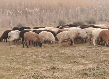 необычные животные: Продаю | Баран (самец) — 1