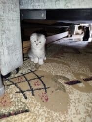 купить вислоухого котенка: Шотландские вислоухие котята (Scottish Fold) - Тип: домашние котята с — 4