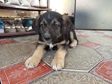 lan кабель бишкек: Ит бекер берилет: Жөнөкөй ит, 3 айлык, Эркек — 5