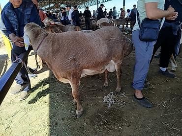 эшек жаныбар: Сатам | Кочкор (эркек) | Арашан | Көбөйтүү үчүн | Асыл тукумдуу, Жасалма жол менен боозутуу — 4