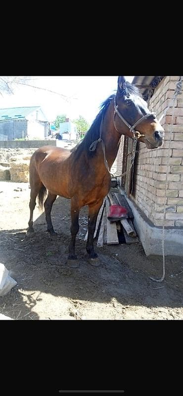 продам друга: Продаю | Конь (самец) — 1