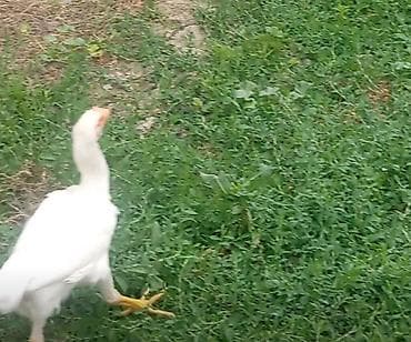 Животные: Продаю | Куры | Дакан | Для боев — 3