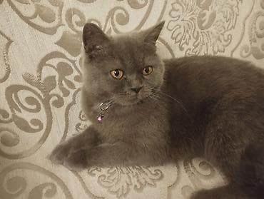 ко шомо: Скотиш Страйт (Шотландская прямоухая), 7 месяцев, Мальчик, Серый, Приучена к лотку, Проглистована, С прививками — 1