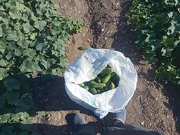 собаки на мясо: Огурцы Оптом — 3
