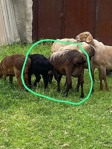 мел для крс: Продаю | Овца (самка) | Для разведения | Матка — 3