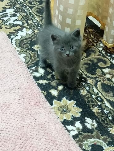 котята милые: Кошка даром: Британская короткошёрстная, 1 месяц, Девочка — 2