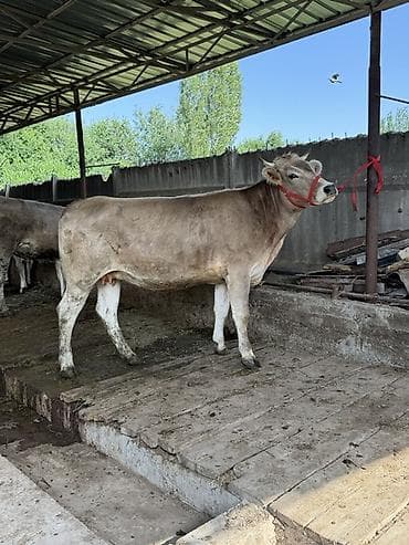 Продаю | Корова (самка) | Швицкая | Для молока | Стельные — 6