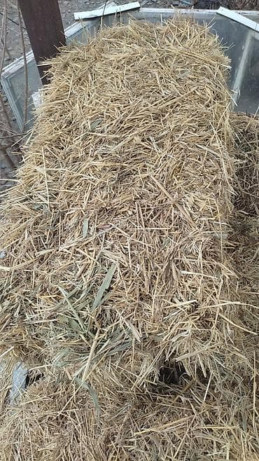 уй сотилади ош: Солома в тюках продаю 170 сом самовывоз — 2