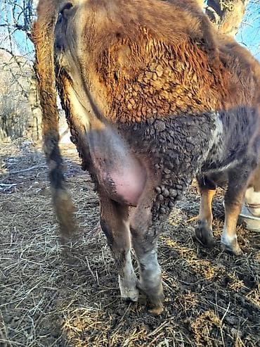 дойные: Продаю | Корова (самка) | Для молока | После отела — 5