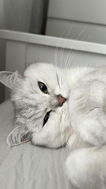 котенок рэгдолл купить: Вязка!!! Не продажа!! Бишкек! Тунгуч! Шотландская прямоухая — 1