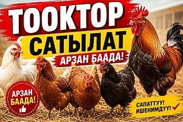 Животные: Продаю | Петух | Для разведения — 1
