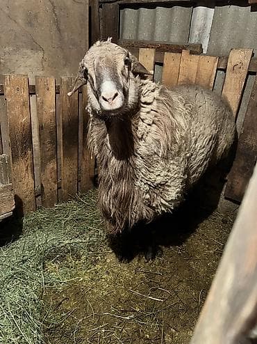 собака купить: Продаю | Баран (самец) — 6