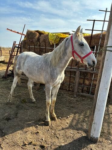 продажа пчёл: Сатам | Байтал | Ат спорту — 5