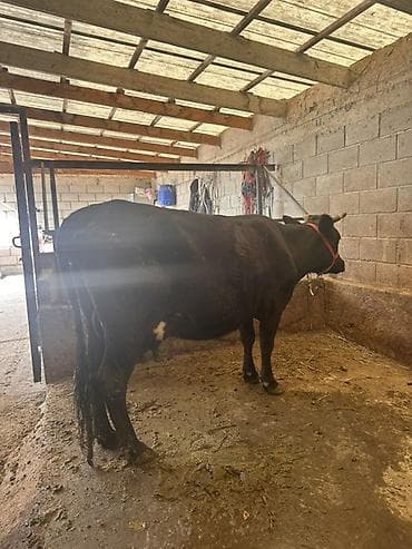 дойную корову: Продаю | Корова (самка) | Для молока | Привязанные — 2