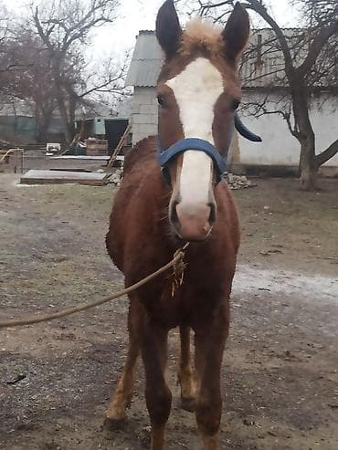 охотничий спаниель: Продаю | Жеребенок | Полукровка | Конный спорт | Племенные — 8