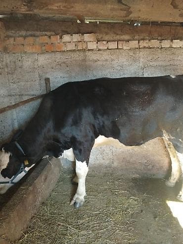 кой соебуз: Продаю | Бык (самец) | Полукровка | На откорм | Привязанные — 1