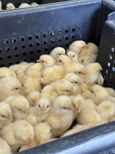 С/х животные и товары: Продаю | Петух, Цыплята | Хай-Лайн Соня Грей | На забой, Для разведения — 1