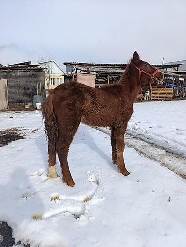 Продаю | Жеребенок | Рабочий