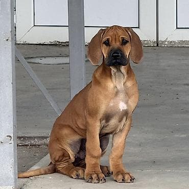 разный: Продаются щенки родезийского риджбека. 🐾 Это первые щенки риджбека в — 1