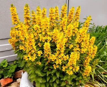 комнатные деревья: Саженцы : Самовывоз — 7