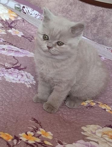 скотиш: Готовятся к продаже котята (скоттиш страйт и скоттиш фолд девочки — 6