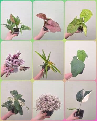 ● Комнатные растения (укоренённые черенки, молодые растения, взрослые at lalafo.kg ● Комнатные растения (укоренённые черенки, молодые растения, взрослые