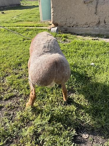 яйца куриные: Продаю | Баран (самец) | Для разведения — 2