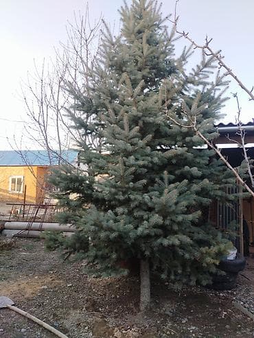 Үй жана бакча: Ель голубая (Picea pungens, «Blue Spruce») — декоративное хвойное — 2