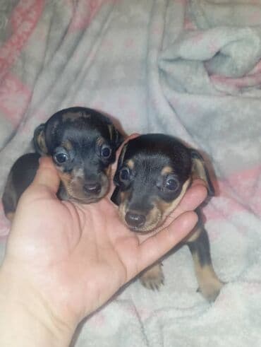 купить элитного щенка немецкой овчарки: Продаются щенки породы таксы, полтора месяца, две девочки — 6