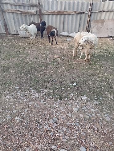 для овец: Продаю | Овца (самка), Ягненок | Гиссарская, Полукровка | На забой, Для разведения | Котные, Матка — 4