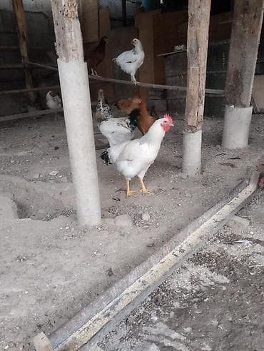 собаки бишкек купить: Продаю | Петух — 3