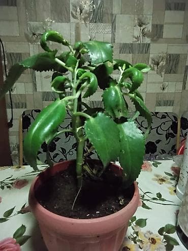 Комнатные розы: Каланхоэ (живое дерево, лечебное) - Домашнее растение-суккулент в — 1