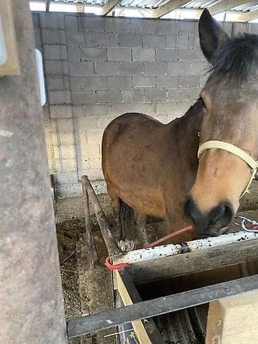 сколько стоит маленькая лошадь: Продаю | Кобыла (самка) | Рабочий | Племенные — 2