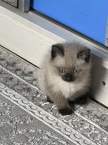 швейцарская кошка: Кошка даром: Сиамская, 2 месяца, Девочка, Приучена к лотку — 6