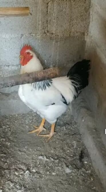 домик для куры: Продаю | Петух | Для разведения — 1