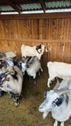 объявления о найденных животных: Сатам | Теке (эркек) | Битал | Көбөйтүү үчүн | Жасалма жол менен боозутуу — 4