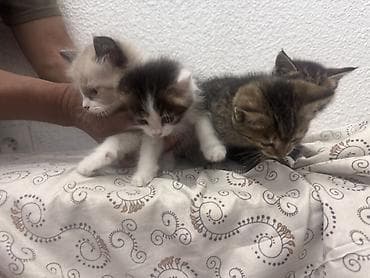 белые котенки: Котята из одного помёта - Возраст: примерно 1–2 месяца (на фото с — 3