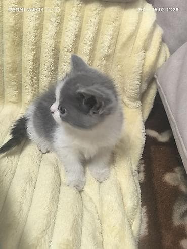 сколько стоит собака хаски щенок: Котята шотландской породы,1месяц и 2 недели, приучены к лотку,хорошо — 6