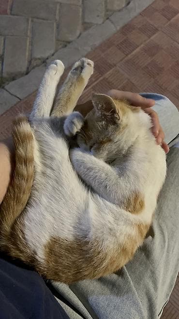 кошки мальчики: Кошка даром: Беспородная, Мальчик — 1