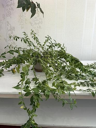 Комнатные растения в горшках 1) Бегония клубневая (махровая) — — 3