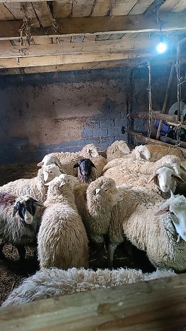 Другие животные: Продаю | Ягненок | Меринос | Для шерсти | Матка — 1