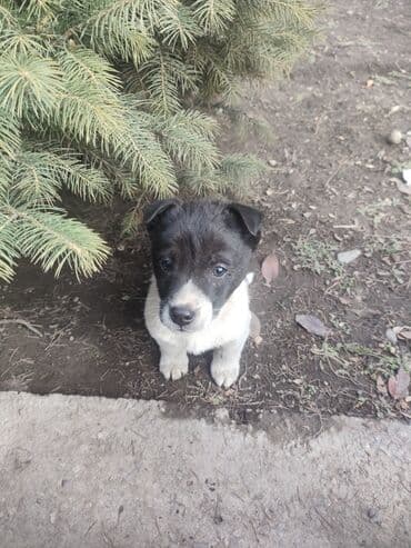 Вязка собак: Щенки метисы, помёт из нескольких малышей. Компактные, с крепкими — 1