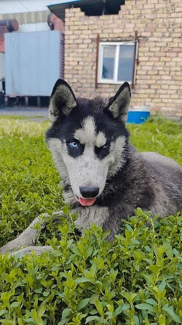 Хаски, 7 месяцев, Самец