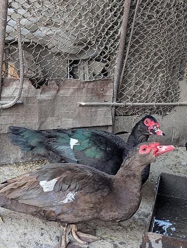 купить инкубационное яйцо в бишкеке: Продаю индоуток — 1