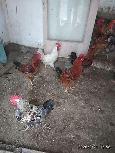 для птицы: Зынк короздор бар. бир жаш. 900 сомдон. семиздери бар. арзан болбойт — 2