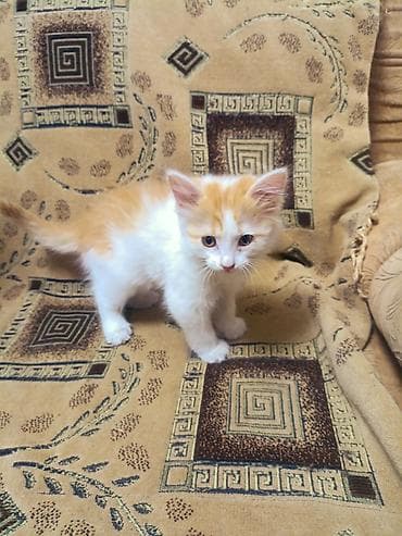 кошка котенок: Беспородная, 2 месяца, Девочка — 3