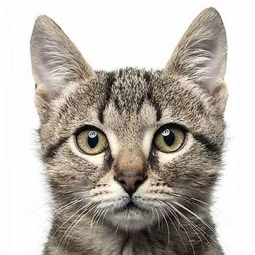 отстрел собак: 🐾 Гостиница для кошек — забота и комфорт, пока вас нет 🐾 Уезжаете в — 1